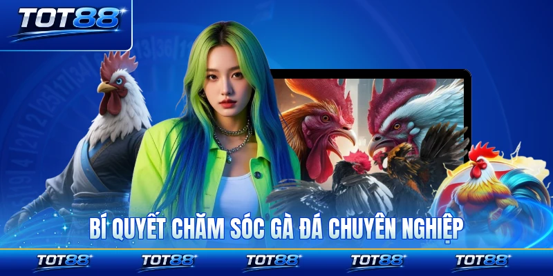 Bí quyết chăm sóc gà đá chuyên nghiệp