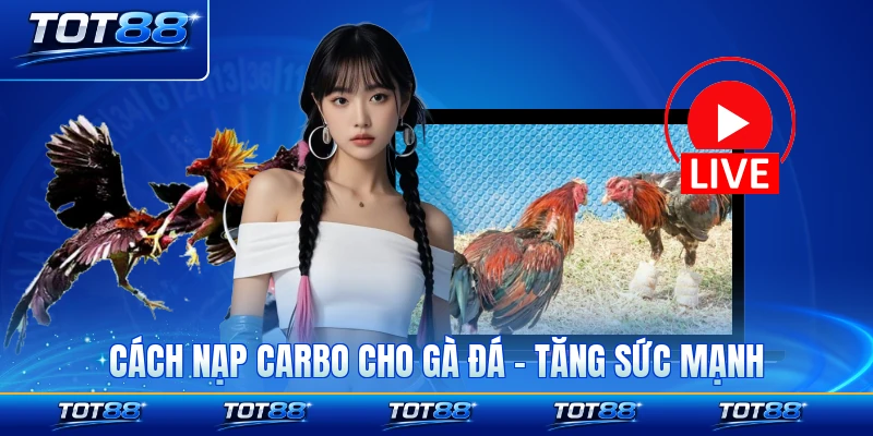 Cách Nạp Carbo Cho Gà Đá - Tăng Sức Mạnh Tối Ưu