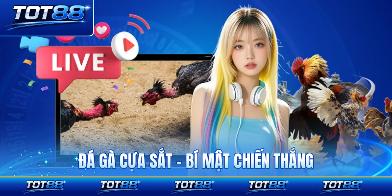 Đá Gà Cựa Sắt - Bí Mật Chiến Thắng Cùng Nhà Cái TOT88