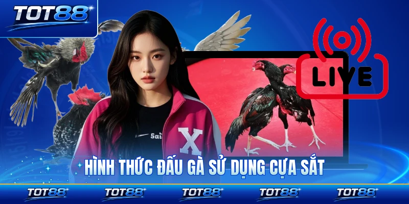 Hình thức đấu gà sử dụng cựa sắt đầy kịch tính