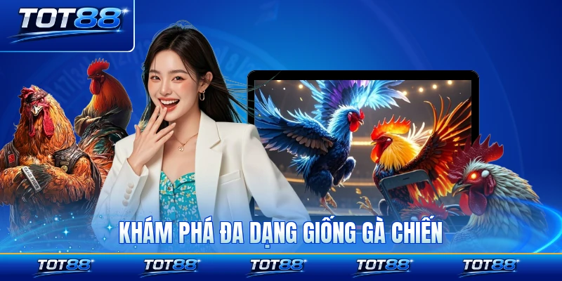 Khám phá đa dạng giống gà chiến đấu hấp dẫn